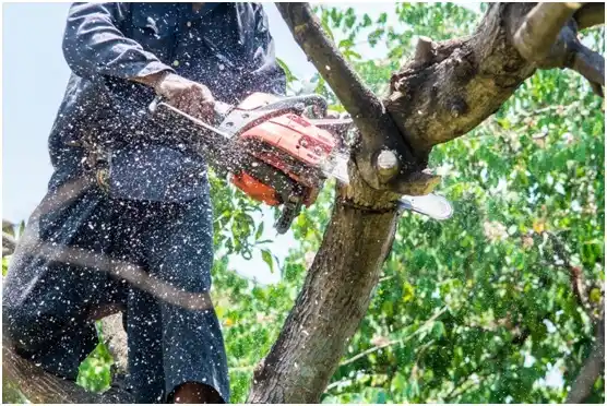 tree services Port Arthur